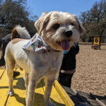 Un Jack-Tzu avec un bandana coloré autour du cou et se tenant sur une structure en bois dans un parc