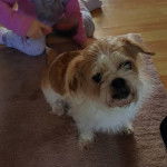 Un Jack-Tzu assis sur un tapis avec un enfant derrière lui