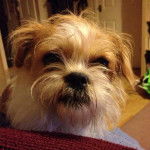 Photo de la tête d'un Jack-Tzu avec un mur et des portes en arrière-plan