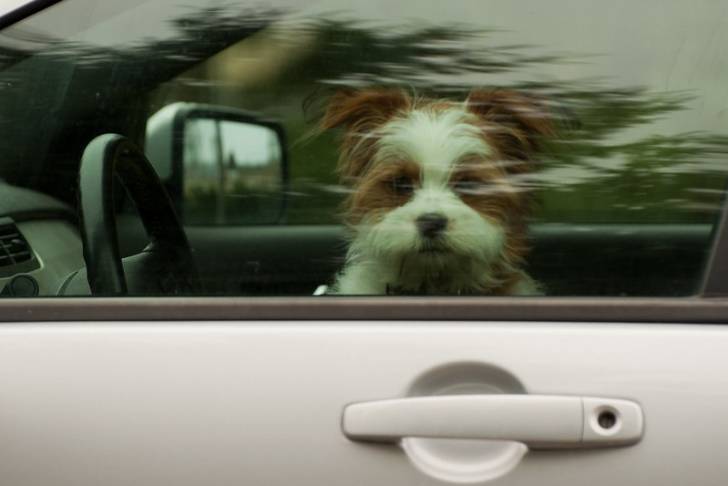 Photo d'un Jack-Tzu se trouvant à l'intérieur d'un véhicule plus précisément derrière la fenêtre