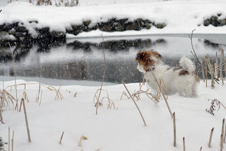 Un Jack-Tzu debout à quatre pattes dans la neige près d’un étang ou d’une rivière