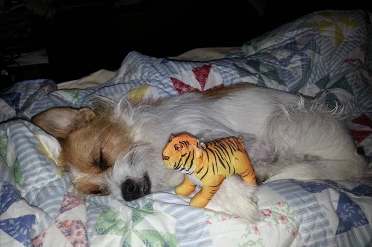Un Jack-Tzu dormant sur un lit avec une petite peluche de tigre à ses côtés
