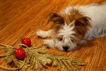 Un Jack-Tzu allongé sur un plancher en bois à côté d’une décoration de Noël 