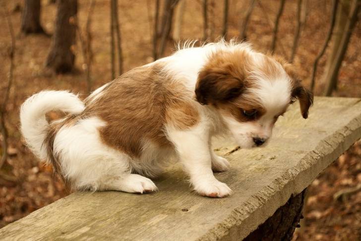 Un Jack-Tzu assis sur un banc en bois dans un environnement ressemblant à un parc ou une forêt