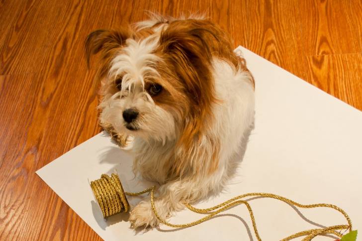 Un Jack-Tzu couché à côté d'un collier doré sur une grande feuille de papier blanc 