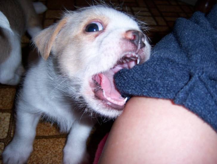 Un Jack-Tzu mordillant le bras d'une personne portant un vêtement