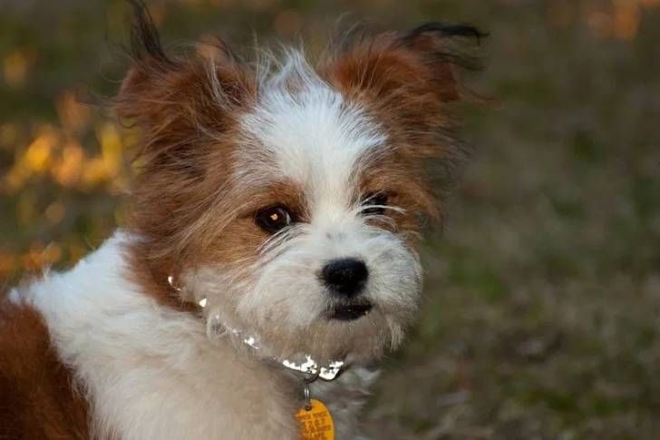 Photo d'un Jack-Tzu portant un collier et regardant la caméra