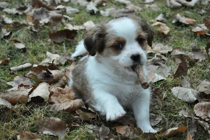 Un Jack-Tzu couché sur l’herbe parmi des feuilles mortes avec un petit bois dans sa bouche