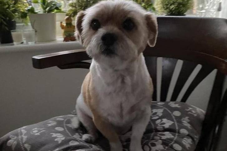 Un Jack-Tzu assis sur une chaise avec un coussin avec une fenêtre en arrière-plan