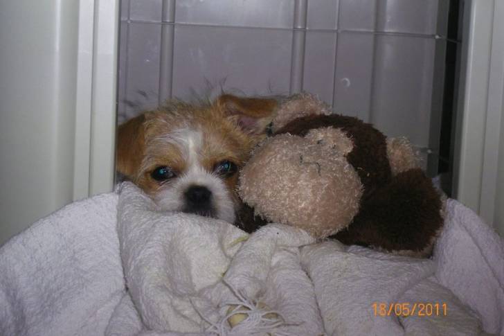 Photo d'un Jack-Tzu avec une peluche, tous deux reposant sur une couverture