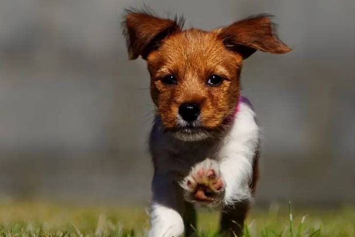 Un Jack-Tzu marchant vers la caméra sur de l’herbe verte