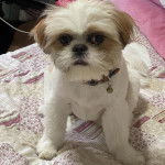 Un Jatzu portant un collier et assis sur un lit