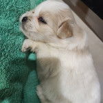 Un Jatzu allongé sur une serviette verte