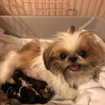 Une femelle Jatzu couché dans une cage avec ses chiots