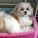 Un Jatzu regardant la caméra de dos et allongé sur un lit rose