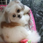 Un Jatzu allongé sur un lit rose à côté d'un jouet en peluche