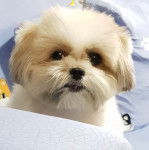 Photo du visage d'un Jatzu 