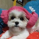 Un Jatzu portant une serviette rose sur la tête et allongé sur un oreiller rouge