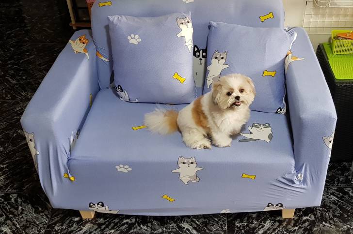 Un Jatzu assis sur un canapé bleu