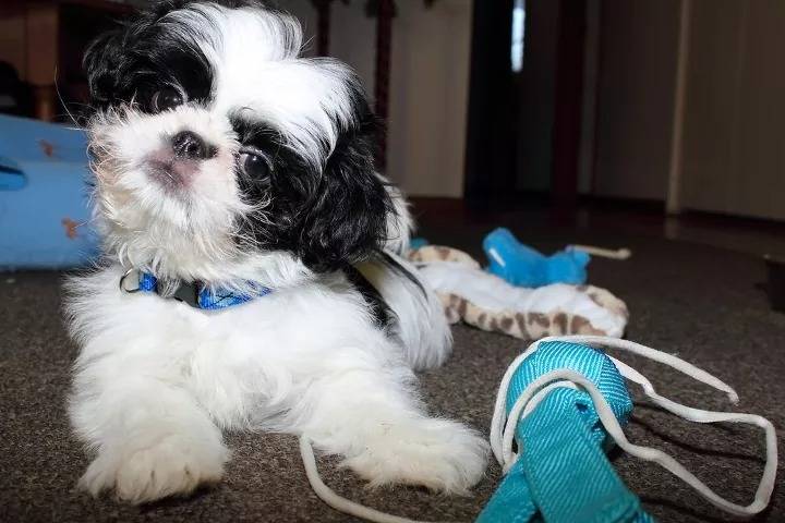 Un Jatzu portant un collier autour du cou et entouré de jouets pour chiens 