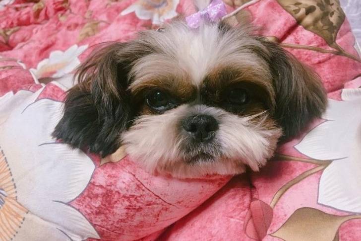 Un Jatzu portant un nœud papillon sur la tête et allongé sur une couverture rose