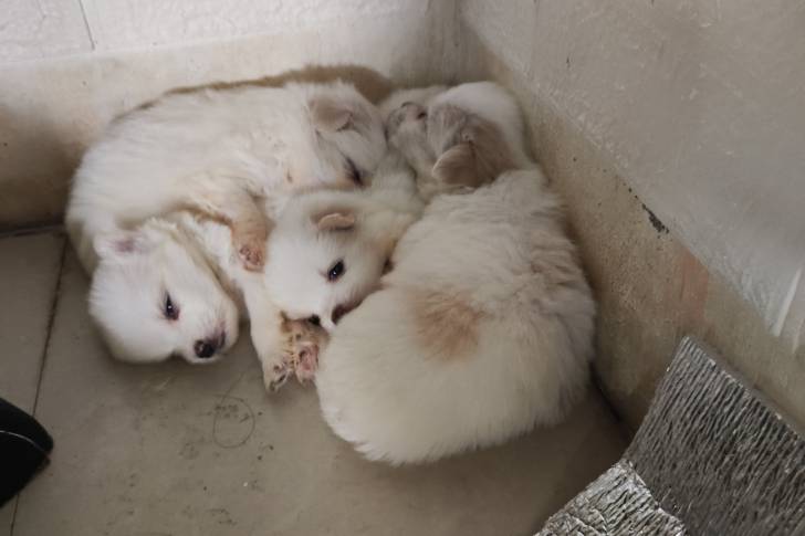Un groupe de Jatzus allongés ensemble sur un tapis blanc