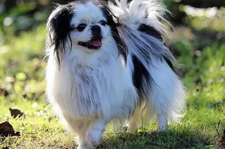 Un Jatzu marchant dans l'herbe