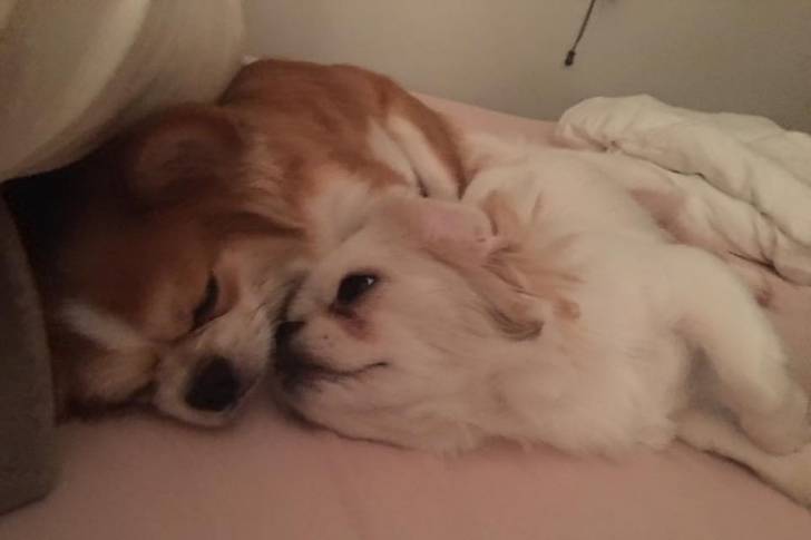 Deux Jatzus couchés côte à côte sur un lit