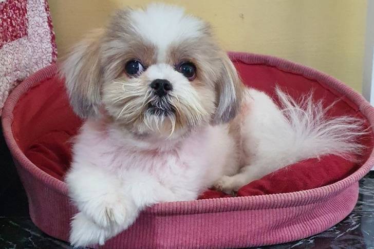 Un Jatzu allongé sur un lit pour chien rose