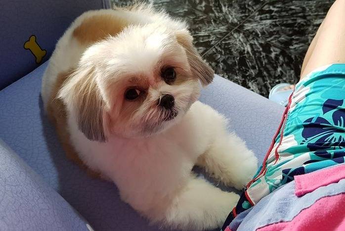 Photo d'une femme assise sur un canapé avec un Jatzu assis à ses côtés