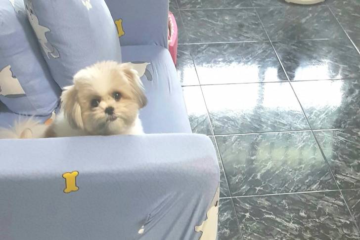 Photo prise de haut d'un Jatzu assis sur un canapé