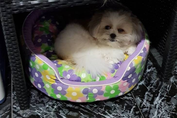 Un Jatzu couché dans un lit pour chien