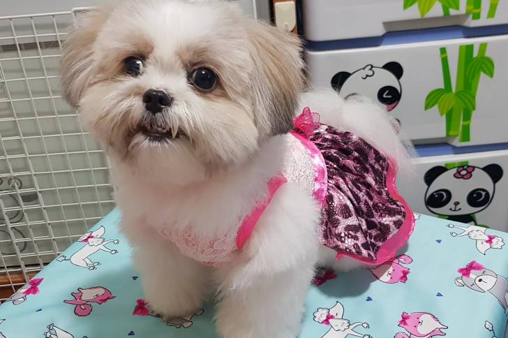 Un Jatzu portant une robe rose et se teant sur une table bleue