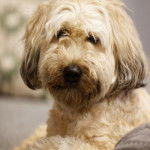 Un Woodle fixant la caméra et assis sur un canapé