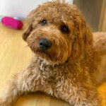 Un Woodle regardant la caméra et couché sur du parquet