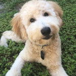 Un Woodle au pelage blanc, tranquillement allongé dans l'herbe