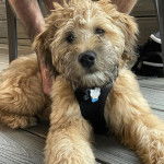 Un Woodle avec un harnais pour chien et assis sur le sol en bois d'une maison