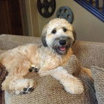 Un Woodle couché sur un coussin dans un canapé 