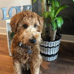 Un Woodle assis sur un parquet près d'un pot de fleurs