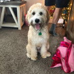 Un Woodle assis sur un tapis à l'intérieur d'une maison, avec les pieds d'un humain en arrière-plan