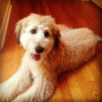 Un Woodle étendu sur le parquet, la langue suspendue