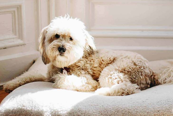 Un Woodle couché sur un coussin pour chien dans une maison