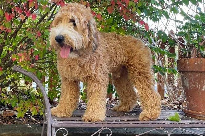 Un Woodle debout sur une chaise en métal dans un endroit entouré d'arbres