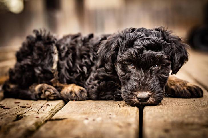 Un Woodle noir couché sur un pont en bois