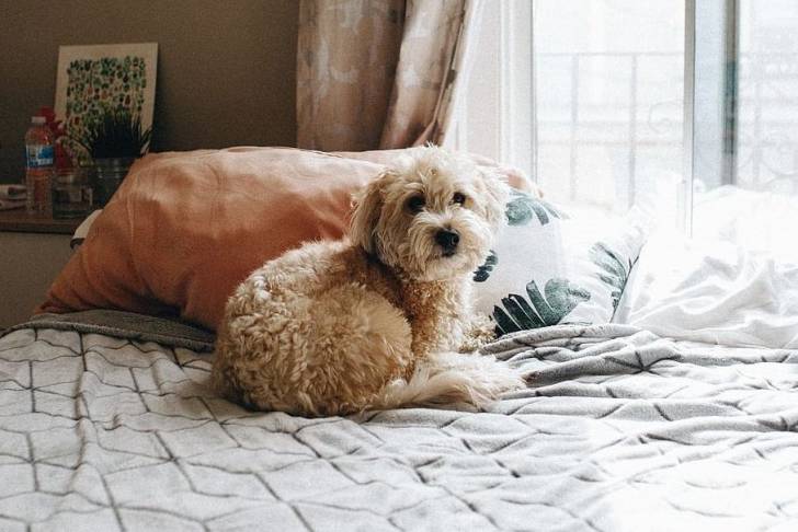 Un Woodle étendu sur un matelas, placé devant une fenêtre