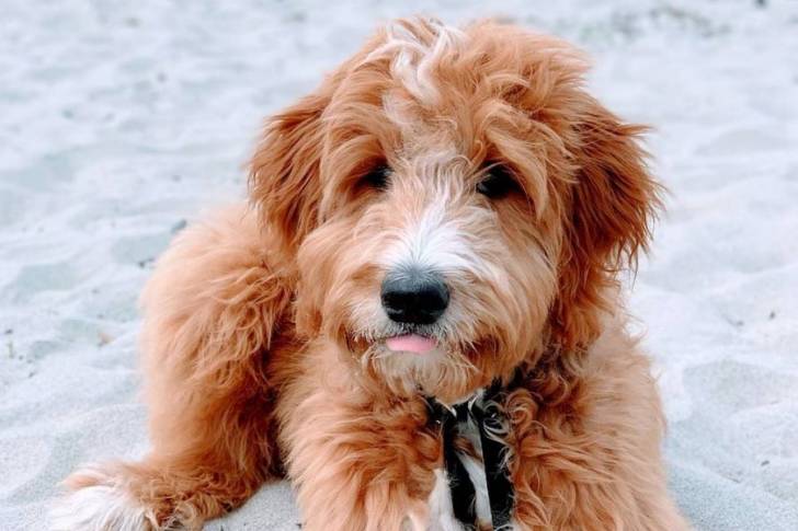 Un Woodle marron assis dans le sable