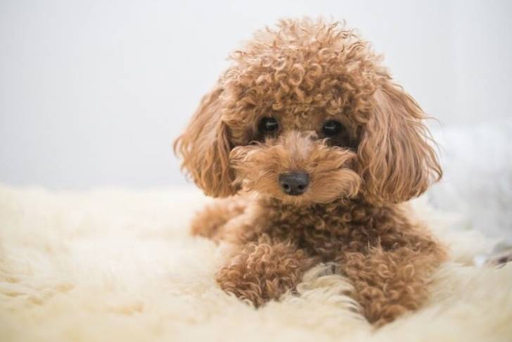 Un mini Woodle marron couché sur une surface douillette