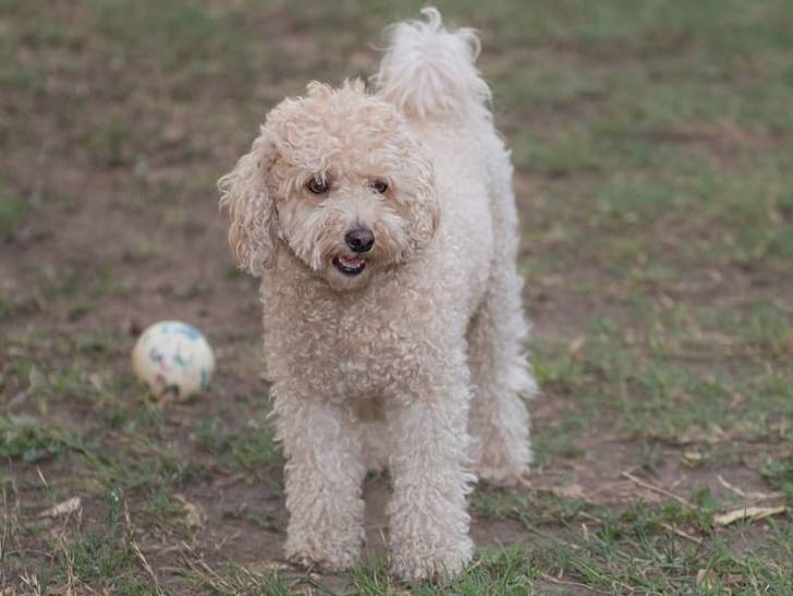 Un Woodle debout dans l'herbe avec un ballon de foot à proximité