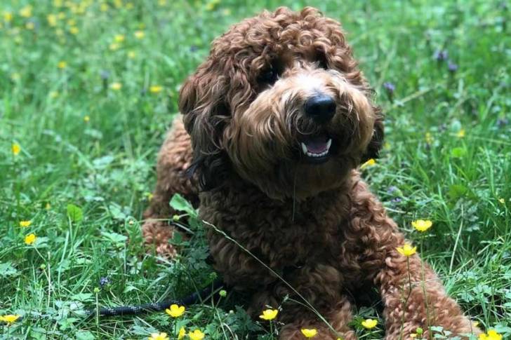 Un Woodle tenu en laisse, allongé dans un jardin