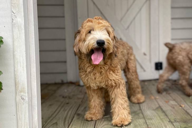 Un Woodle debout sur le parquet avec sa langue suspendue et une porte blanche en arrière-plan